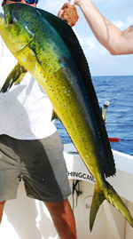 Cancun mexico dorado fishing, kianahs sportfishing